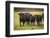 Skagit Valley, Washington State. Cows in the Rain-Matt Freedman-Framed Photographic Print