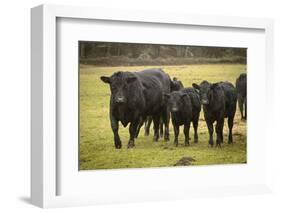 Skagit Valley, Washington State. Cows in the Rain-Matt Freedman-Framed Photographic Print