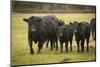 Skagit Valley, Washington State. Cows in the Rain-Matt Freedman-Mounted Photographic Print