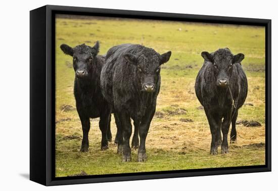 Skagit Valley, Washington State. Cows in the Rain-Matt Freedman-Framed Stretched Canvas
