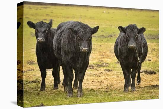 Skagit Valley, Washington State. Cows in the Rain-Matt Freedman-Stretched Canvas