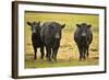 Skagit Valley, Washington State. Cows in the Rain-Matt Freedman-Framed Photographic Print