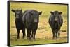 Skagit Valley, Washington State. Cows in the Rain-Matt Freedman-Framed Stretched Canvas