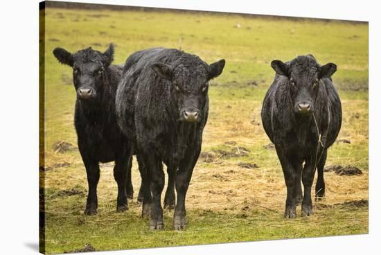 Skagit Valley, Washington State. Cows in the Rain-Matt Freedman-Stretched Canvas