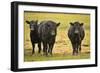 Skagit Valley, Washington State. Cows in the Rain-Matt Freedman-Framed Photographic Print