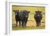 Skagit Valley, Washington State. Cows in the Rain-Matt Freedman-Framed Photographic Print