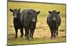 Skagit Valley, Washington State. Cows in the Rain-Matt Freedman-Mounted Photographic Print
