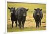 Skagit Valley, Washington State. Cows in the Rain-Matt Freedman-Framed Photographic Print