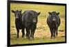 Skagit Valley, Washington State. Cows in the Rain-Matt Freedman-Framed Photographic Print