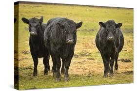 Skagit Valley, Washington State. Cows in the Rain-Matt Freedman-Stretched Canvas