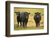 Skagit Valley, Washington State. Cows in the Rain-Matt Freedman-Framed Photographic Print