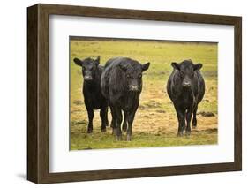 Skagit Valley, Washington State. Cows in the Rain-Matt Freedman-Framed Photographic Print