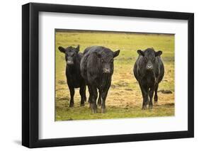 Skagit Valley, Washington State. Cows in the Rain-Matt Freedman-Framed Photographic Print