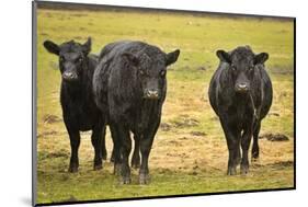 Skagit Valley, Washington State. Cows in the Rain-Matt Freedman-Mounted Photographic Print