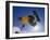 Skateboarder in Action on the Vert-null-Framed Premium Photographic Print