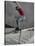 Skateboarder Performing Tricks-null-Stretched Canvas