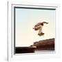 Skateboarder Performs a Trick in the City on a Sunny Day-Maksim Shirkov-Framed Photographic Print