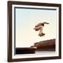 Skateboarder Performs a Trick in the City on a Sunny Day-Maksim Shirkov-Framed Photographic Print