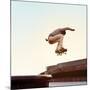 Skateboarder Performs a Trick in the City on a Sunny Day-Maksim Shirkov-Mounted Photographic Print