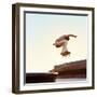 Skateboarder Performs a Trick in the City on a Sunny Day-Maksim Shirkov-Framed Photographic Print