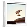 Skateboarder Performs a Trick in the City on a Sunny Day-Maksim Shirkov-Framed Photographic Print