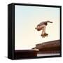 Skateboarder Performs a Trick in the City on a Sunny Day-Maksim Shirkov-Framed Stretched Canvas