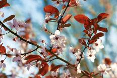 Cherry Plum Flowers in Spring-Skaya-Photographic Print