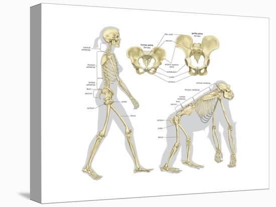 Skeletal Comparison of a Modern Human (A Biped) and a Gorilla (A Quadruped). Evolution-Encyclopaedia Britannica-Stretched Canvas