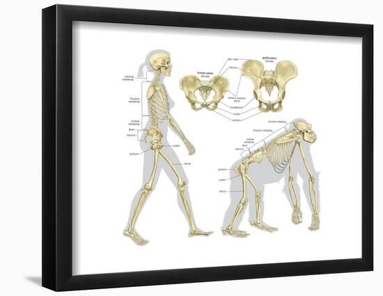 Skeletal Comparison of a Modern Human (A Biped) and a Gorilla (A Quadruped). Evolution-Encyclopaedia Britannica-Framed Poster