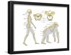 Skeletal Comparison of a Modern Human (A Biped) and a Gorilla (A Quadruped). Evolution-Encyclopaedia Britannica-Framed Poster