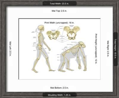 Skeletal Comparison Of A Modern Human A Biped And A Gorilla A Quadruped Evolution Posters Encyclopaedia Britannica Allposters Com