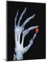 Skeletal Hand Holding Computer Chip-Charles O'Rear-Mounted Photographic Print