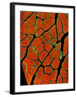 Skeletal Muscle Fibres, Light Micrograph-Thomas Deerinck-Framed Photographic Print