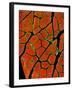 Skeletal Muscle Fibres, Light Micrograph-Thomas Deerinck-Framed Photographic Print