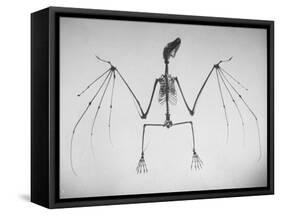 Skeletal Structure of a Bat-Andreas Feininger-Framed Stretched Canvas