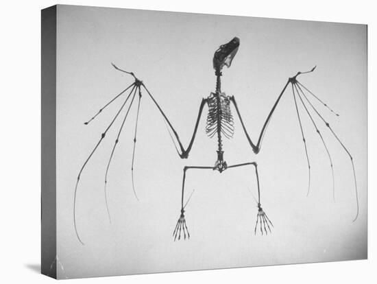 Skeletal Structure of a Bat-Andreas Feininger-Stretched Canvas