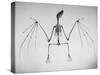 Skeletal Structure of a Bat-Andreas Feininger-Stretched Canvas