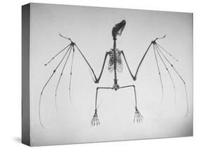 Skeletal Structure of a Bat-Andreas Feininger-Stretched Canvas