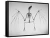 Skeletal Structure of a Bat-Andreas Feininger-Framed Stretched Canvas