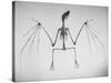 Skeletal Structure of a Bat-Andreas Feininger-Stretched Canvas