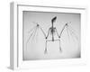Skeletal Structure of a Bat-Andreas Feininger-Framed Photographic Print