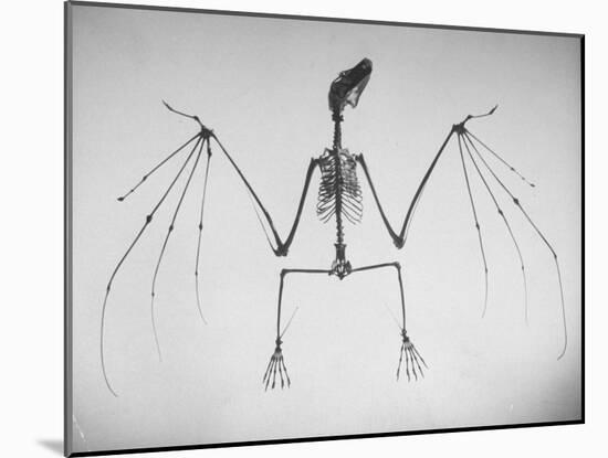 Skeletal Structure of a Bat-Andreas Feininger-Mounted Photographic Print