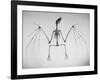 Skeletal Structure of a Bat-Andreas Feininger-Framed Photographic Print