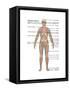 Skeletal System in Female Anatomy-Gwen Shockey-Framed Stretched Canvas