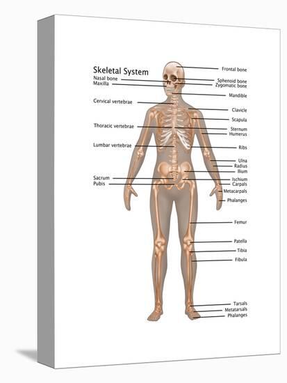 Skeletal System in Female Anatomy-Gwen Shockey-Stretched Canvas