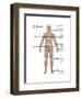 Skeletal System in Female Anatomy-Gwen Shockey-Framed Art Print
