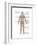 Skeletal System in Female Anatomy-Gwen Shockey-Framed Art Print
