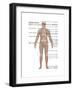 Skeletal System in Male Anatomy-Gwen Shockey-Framed Art Print