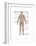 Skeletal System in Male Anatomy-Gwen Shockey-Framed Art Print