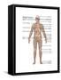 Skeletal System in Male Anatomy-Gwen Shockey-Framed Stretched Canvas